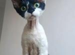 Fantasy - Devon Rex Cat For Sale - 