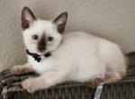 Sushi - Siamese Kitten For Sale - 