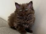 Hershey - British Shorthair Kitten For Sale - 