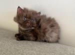 Nutella - British Shorthair Kitten For Sale - 