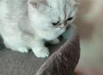 Mark - British Shorthair Kitten For Sale/Service - 