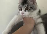 Questa - Maine Coon Kitten For Sale - Norwell, MA, US