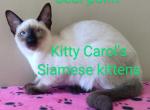 CFA registered Siamese - Siamese Kitten For Sale - Wilmington, DE, US