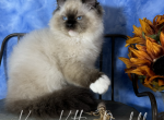 Sawyer - Ragdoll Kitten For Sale - 