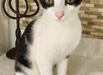 Mo Mo - American Shorthair Kitten For Adoption - 