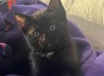 Panther - Domestic Kitten For Sale - 