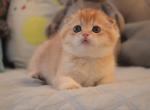 Scottish Fold Golden Chinchilla Fanny - Scottish Fold Kitten For Sale - 