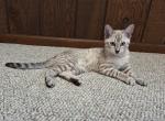 F3 Snow Savannah Kitten Cole is Available Now - Savannah Kitten For Sale - New Holland, PA, US