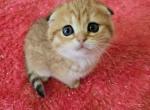 Liluu - Scottish Fold Kitten For Sale - Philadelphia, PA, US