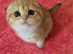 Liluu - Scottish Fold Kitten For Sale - Philadelphia, PA, US