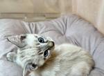 Female Lynx Point Siamese kitten - Siamese Kitten For Sale - Oregon City, OR, US