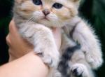 Monroe Golden Scottish Kitten - Scottish Straight Kitten For Sale - 