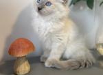 Bueatiful Ragdoll Boy TICA - Ragdoll Kitten For Adoption - Southwick, MA, US