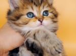 Burrito BestKitty Scottish Straight Male - Scottish Straight Kitten For Sale - 