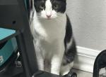 Penny - Domestic Cat For Adoption - Ocala, FL, US