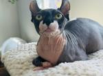 Willows Kittens - Sphynx Kitten For Sale - Wilmington, MA, US