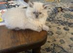 CFA Registered Blue Point Male Persian Kitten - Persian Kitten For Sale - 