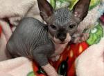 Female 1 - Sphynx Kitten For Sale - Ewing, NJ, US