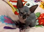 Female 2 - Sphynx Kitten For Sale - Ewing, NJ, US