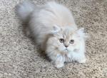 Longhair female - British Shorthair Kitten For Sale - Johns Creek, GA, US