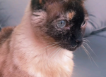 Mocha - Siamese Cat For Adoption - Miami Beach, FL, US