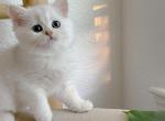 Opal - British Shorthair Kitten For Sale - Roseville, CA, US