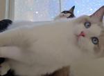 Camellia Ragdolls TICA - Ragdoll Kitten For Sale - Murrieta, CA, US