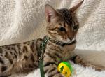 Samir Bengal Male Kitten - Bengal Kitten For Sale - Warren, OH, US