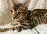 Samir Bengal Male Kitten - Bengal Kitten For Sale - Warren, OH, US