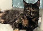 MAINE COON FEMALE RUSSIAN IMPORT SPAYED - Maine Coon Cat For Sale/Retired Breeding - Warren, OH, US