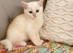 North - Scottish Straight Kitten For Sale - Roseville, CA, US