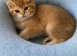 Ollie - British Shorthair Kitten For Sale - 