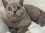 Atlas British Shorthair male lilac - British Shorthair Kitten For Sale - Miami, FL, US