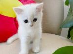 Oakley - British Shorthair Kitten For Sale - 