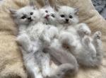 Daisys Litter Lilac Ragdolls - Ragdoll Kitten For Sale - 