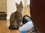 Franks - Domestic Kitten For Sale - 