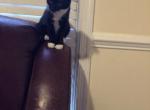 Tuxedo - Domestic Kitten For Sale - 