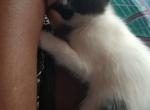 Oreo - American Shorthair Kitten For Sale - Grand Rapids, MI, US