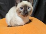 Baby Einstein - Siamese Kitten For Sale - MD, US