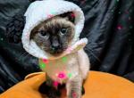 Beanie - Siamese Kitten For Sale - 