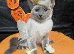 Lil potato - Siamese Kitten For Sale - 