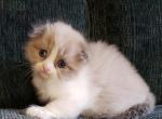 Ginas boy - Scottish Fold Kitten For Sale - 