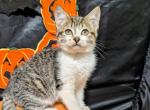 Betsy - Maine Coon Kitten For Sale - MD, US