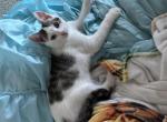 Kingston Lane - Domestic Kitten For Adoption - 