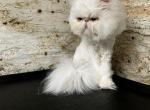 CFA easy care persian Ripples - Persian Cat For Sale - KY, US