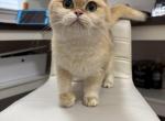 Adel - British Shorthair Cat For Sale - Bellevue, WA, US