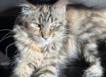 Gorgeous Maine coons - Maine Coon Kitten For Sale - 