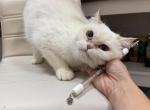 Mochi - British Shorthair Cat For Sale - Bellevue, WA, US