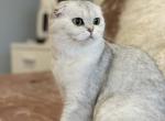 Lantana - Scottish Fold Cat For Sale - Bellevue, WA, US