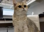 Fenya - British Shorthair Cat For Sale - Bellevue, WA, US